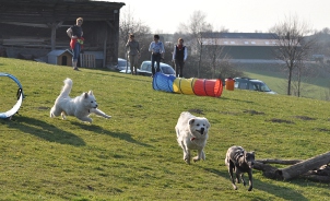 Hundefreizeit