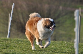 Hundefreizeit